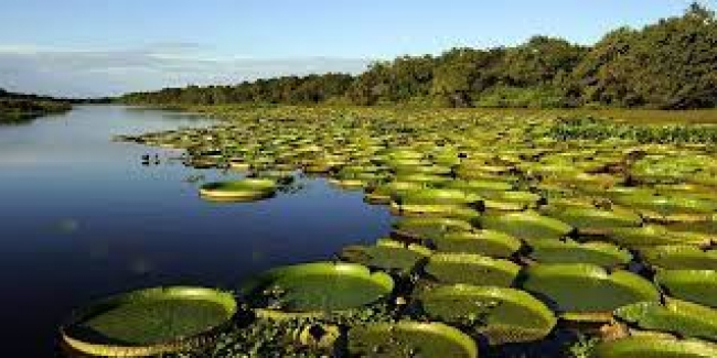ESTEROS DEL IBERÁ